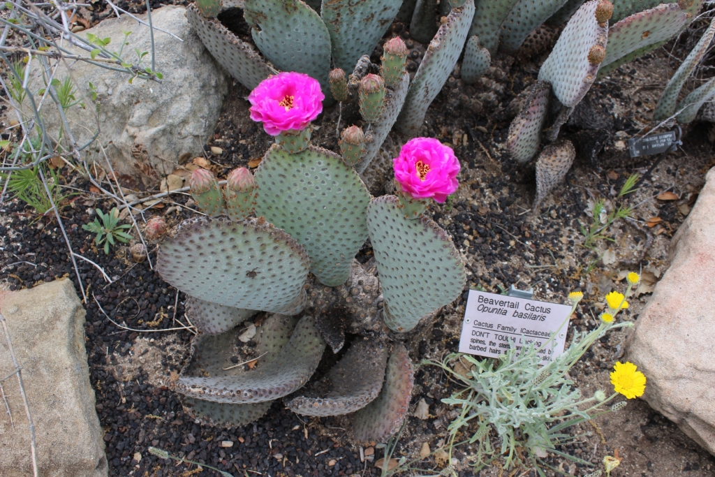 Santa Barbara Botanic Garden - Things to do in Santa Barbara California