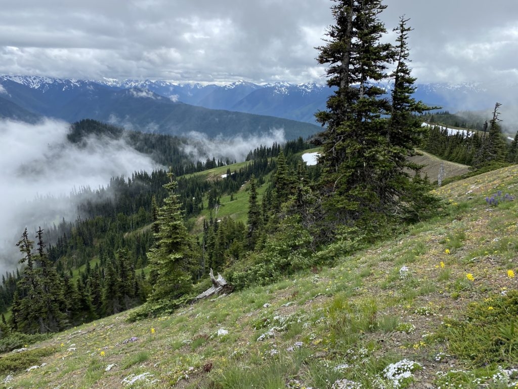 Hurricane Ridge on Pacific Northwest Trip 