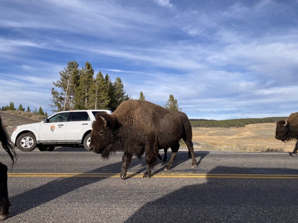 Bison crossing the road in Yellowstone by Madeline Mihaly
