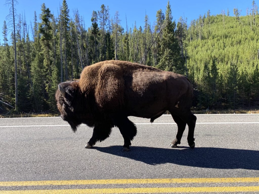 Bison in Yellowstone National Park by Madeline Mihaly