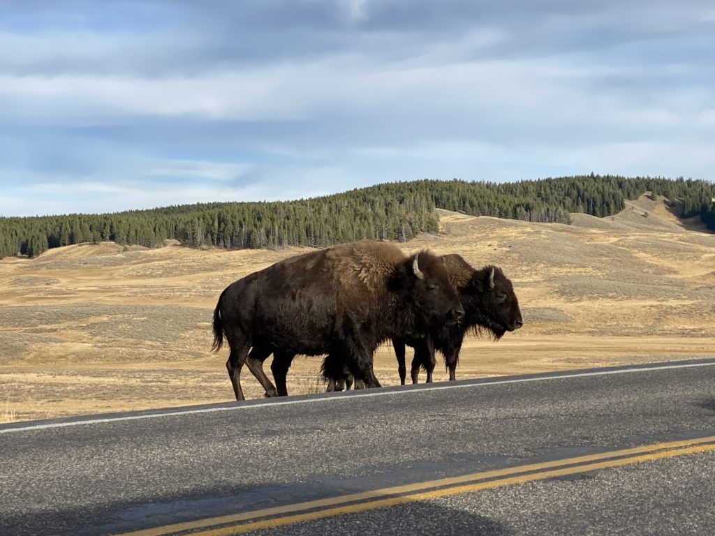 Bison in Hayden Valley in Yellowstone National Park by Madeline Mihaly