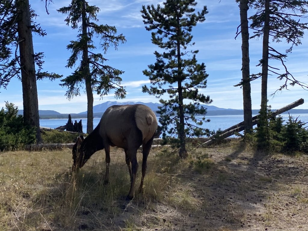 Elk in Yellowstone National Park by Madeline Mihaly