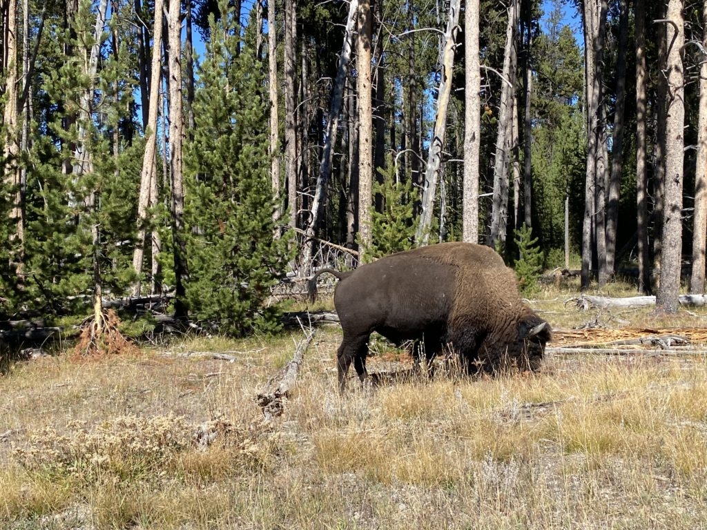 Bison in Yellowstone grazing by Madeline Mihaly 