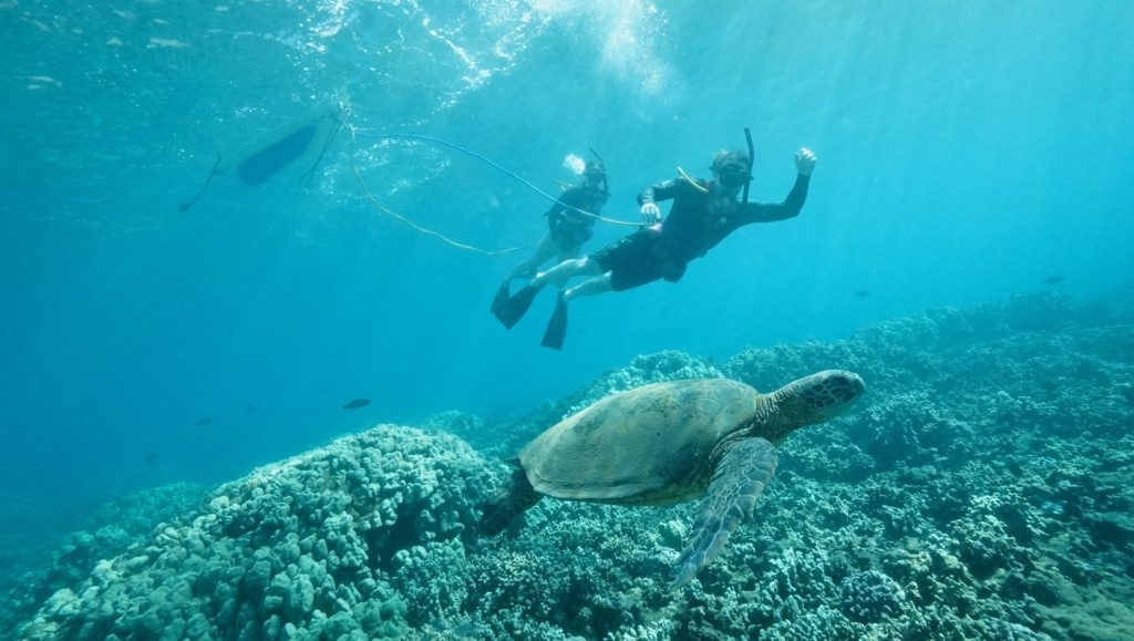 Snuba with a sea turtle in Maui by Madeline Mihaly